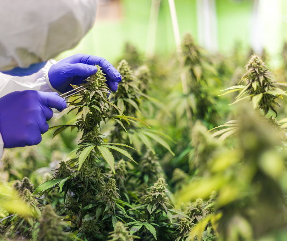 zen cbd - cannabis light - hash cbd - olio cbd -